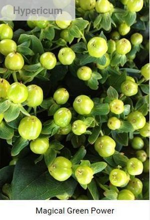 HYPERICUM MAG GREEN POWER branchu vert 60